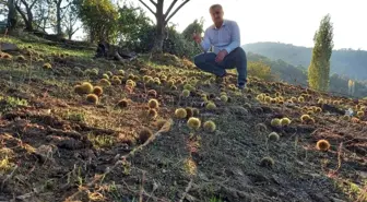 Manisa Sarıgöl'de 2023 Kestane Hasadı Başladı