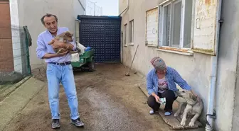 Zonguldak'ta Darbedilerek Öldürülen Köpek Olayı