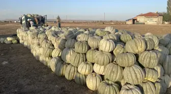 Afyonkarahisar'da Bal Kabağı Hasadı Yapılıyor