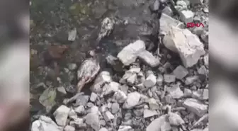 Elazığ'da Murat Nehri kıyısında 50'ye yakın keklik ölüsü bulundu