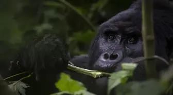 Uganda'da Koruma Altındaki Dağ Gorilleri Takip Ediliyor
