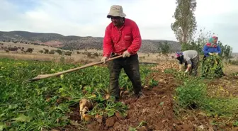 Yozgat'ta Şeker Pancarı Hasadı İmece Usulü Yapılıyor