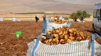 Darende'de Patates Hasadı Başladı