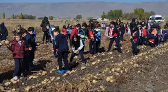 Erzurum'da Öğrenciler Tarlada Patates Hasadı Yaptı