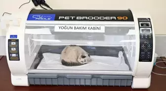 Seydişehir'de Sokak Hayvanları İçin Rehabilitasyon Merkezi Açıldı
