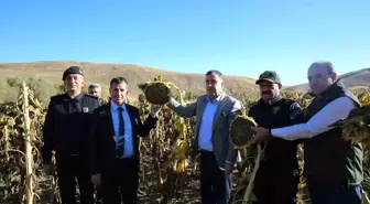 Bayburt Valisi Mustafa Eldivan, Çiftçilerle Çerezlik Ayçiçeği Hasadında Buluştu