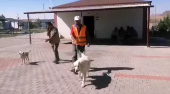 Nevşehir'de yaralanan köpek tedavi edilerek doğal yaşam alanına bırakıldı