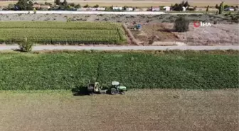 Günde 4 kilogram pancar yiyor, gören şaşırıyor