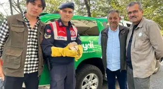 Zonguldak'ta Yaralı Baykuş Tedavi Edildi