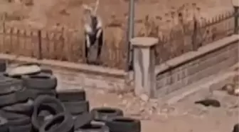 Şanlıurfa'da Devlet Hastanesi Bahçesine Ceylan Girdi