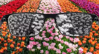 Renk Körlüğü Nedir? Renk Körlüğü Testi Nasıl Yapılır?