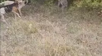 Nesli Tükenme Tehlikesi Altındaki Vaşak Avcılar Tarafından Görüntülendi