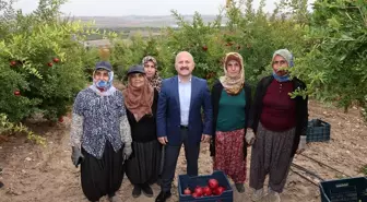 Adıyaman'da nar hasadı başladı