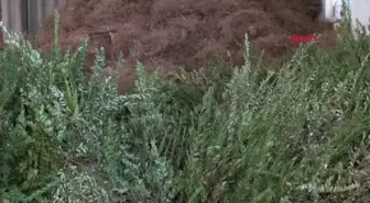 Orman Artıklarından Üretilen Süs Eşyaları 70 Ülkeye İhraç Ediliyor