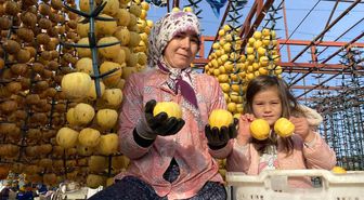 Manisa'da Cennet Hurması Hasadı ve Kurutma İşlemleri Başladı
