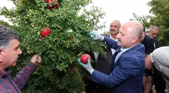 Adıyaman Valisi Osman Varol, Samsat ilçesinde nar hasadına katıldı