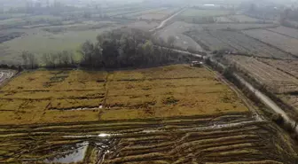 Düzce'de 400 dönüm arazide siyah pirinç hasadı başladı
