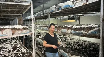 Kütahya'da Girişimci Kadın 36 Ton Kültür Mantarı Üretti