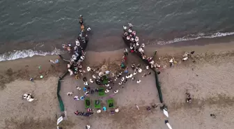 Muğla'da Tedavi Edilen Deniz Kaplumbağaları Denize Bırakıldı