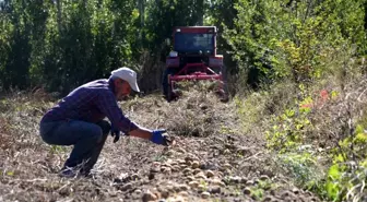 Selçuklu Belediyesi Tarım Makinesi Kiralama Desteğiyle Patates Hasadı Yaptı