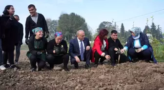 Düzce Belediye Başkanı Tarım Akademisi'nde Mısır Hasadına Katıldı