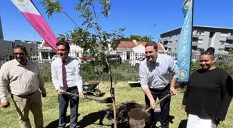 Güney Afrika'da devrilen Türk Meşesi yerine yeni fidan dikildi