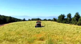 Denizli'de Kekik Üreticileri Beklentilerini Karşılayamadı