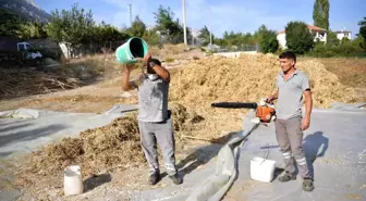 Antalya'nın coğrafi işaretli Çandır fasulyesinin hasadı yapıldı