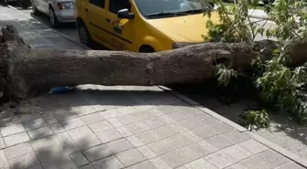 Edirne'deki Bakımsız Ağaçlar İçin Önlem Alınmalı