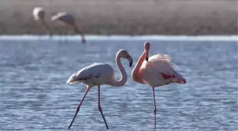 Van'da Flamingoların Göç Hazırlığı