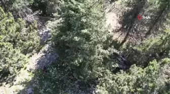 Toros Dağı'ndan Türkiye'ye Şifa: Andız Pekmezi