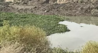 Asi Nehri'nde Su Sümbülleri Yeniden Görülmeye Başlandı