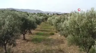 Doktorluktan Zeytin Üreticiliğine Geçiş