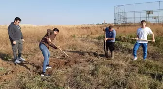 Edirne'de Üniversite Öğrencileri Kök Boya Bitkisi Hasadı Yaptı