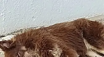 Bodrum'da Zehirlenen Köpeklerden 3'ü Telef Oldu
