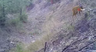 Bozkırın yaban hayvanları doğal yaşamlarında böyle görüntülendi