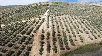 Muğla'da Yılın İlk Zeytin Hasadı Gerçekleştirildi