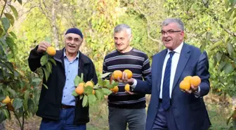 Amasya'da Cennet Hurması Üretimi Artıyor