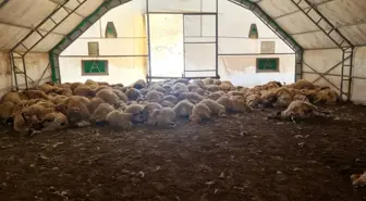 Bayburt'ta Kurt Saldırısı: 200 Küçükbaş Hayvan Telef Oldu
