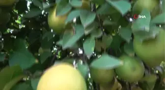 Limon Üreticilerinden Çağrı: Limonlarımızı Alıp Limonata Yapsınlar