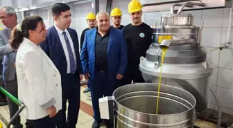 Bayramiç S.S. Pıtıreli Tarımsal Kalkınma Kooperatifine bağlı Zeytinyağı Fabrikası sezonun ilk zeytinlerini işlemeye başladı