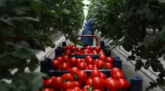 Sakarya'da Seracılık Mükemmeliyet Merkezi'nde Rekor Üretim