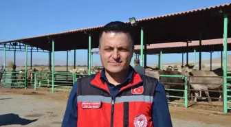 Afşin ilçesinde depremde telef olan hayvanlara büyükbaş hayvan desteği