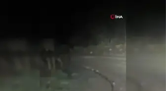 Aracın önünde koşturan anne ve yavru ayı kamerada