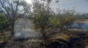 Çorum'un Dodurga ilçesinde yangında 7 dekar meyve bahçesi zarar gördü