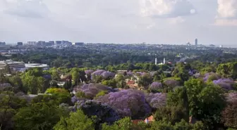 Güney Afrika'nın Johannesburg şehri jakaranda ağaçlarıyla mora büründü