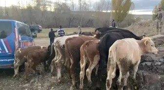 Kars'ta Çalınan Büyükbaş Hayvanlar Yakalandı