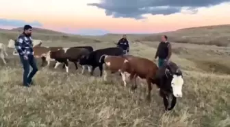 Kars'ta Kaybolan 14 Büyükbaş Hayvan Çalındı, 2 Kişi Tutuklandı