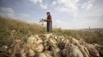 Tunceli'de çiftçiler modern sulama sistemleriyle şeker pancarı üretiyor