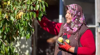 Emekli astsubay Deveci armudu üretiyor